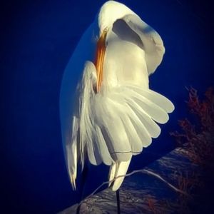 Meet your Posher, Deborah